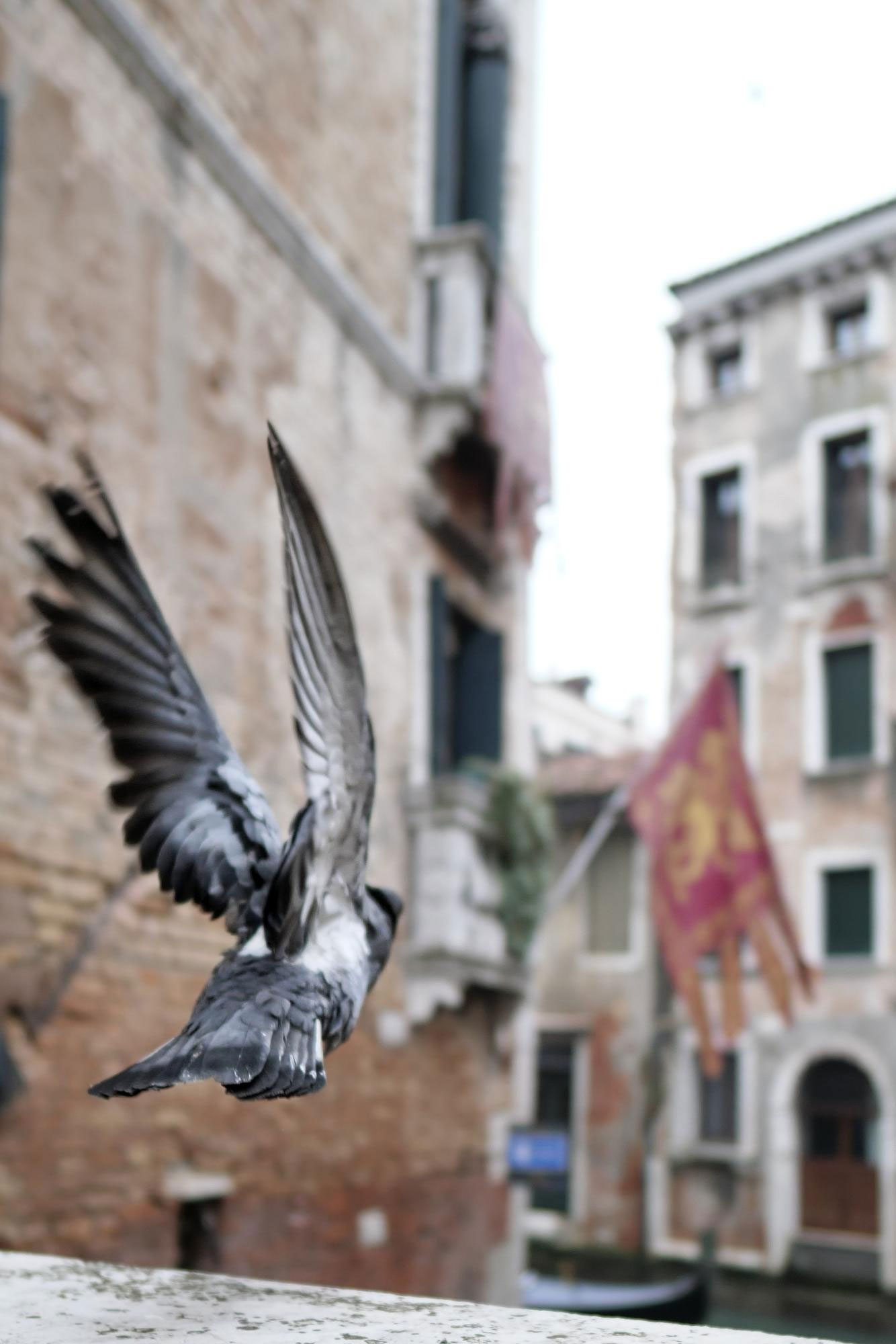 allontanamento piccioni disinfestazione