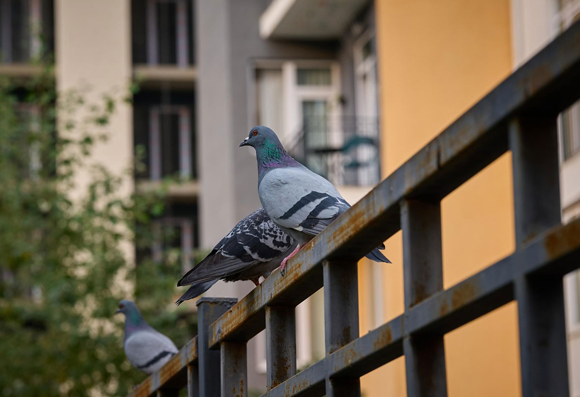 allontanamento piccioni vicenza