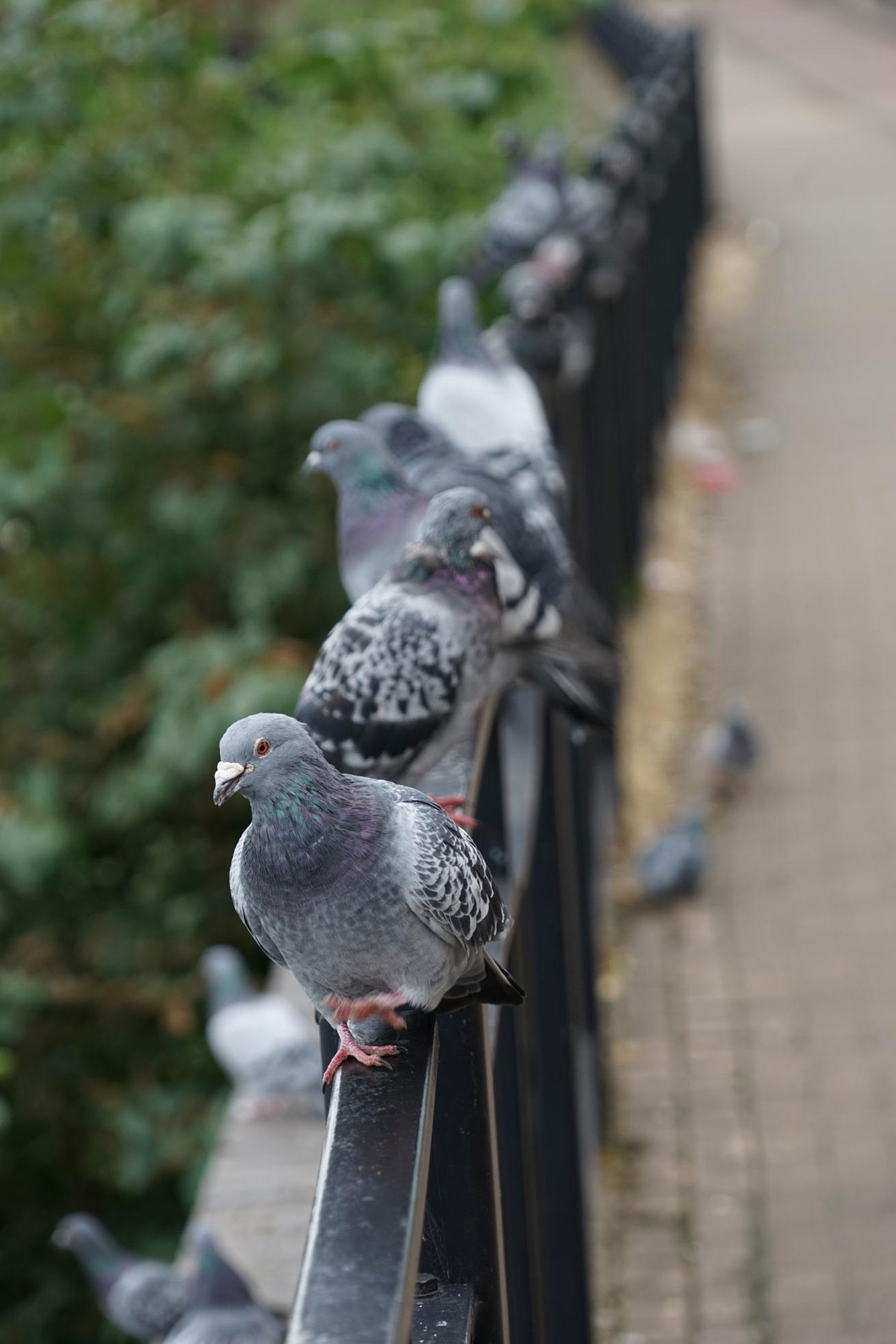 bonifica-sanificazione dopo infestazione piccioni